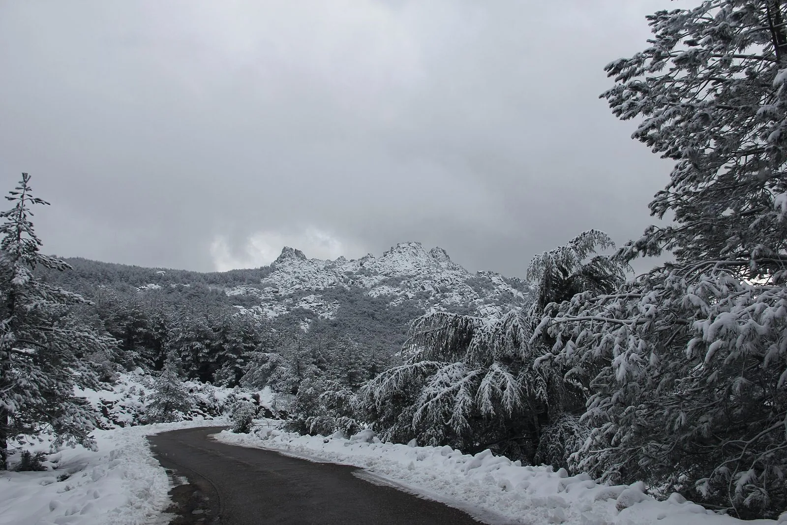 Strada nella foresta di Vallicciola tra conifere innevate, con le guglie di granito del Limbara sullo sfondo